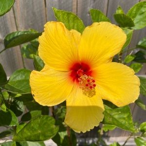 Meet your Posher, Tracey